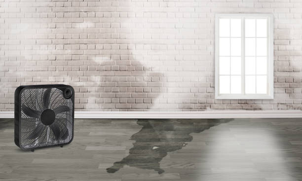 Best Water damage contractors near me  in Shiprock, NM